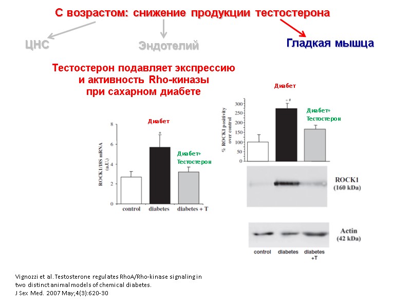 С возрастом: снижение продукции тестостерона ЦНС Эндотелий  Гладкая мышца Vignozzi et al. Testosterone
